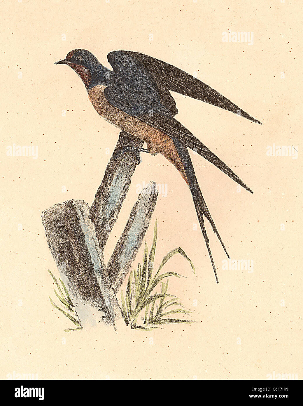 Il Fienile Swallow (Hirundo rufa, Hirundo rustica) vintage litografia bird - James De Kay, Zoologia di New York o il New York Fauna, parte II, Uccelli Foto Stock