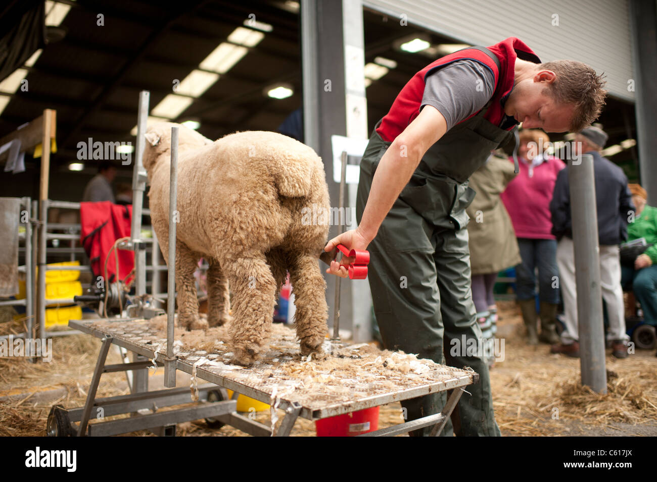 Un agricoltore la preparazione di una pecora per la concorrenza presso il Royal Welsh Agricultural Show, Builth Wells, Galles, 2011 Foto Stock