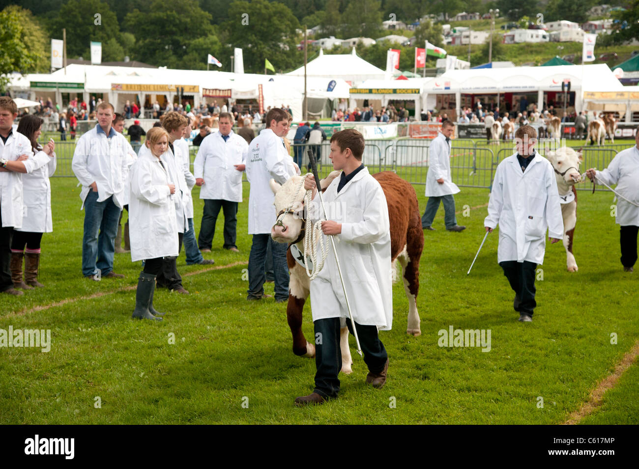 I giovani agricoltori che mostra bestiame al Royal Welsh Agricultural Show, Builth Wells, Galles, 2011 Foto Stock