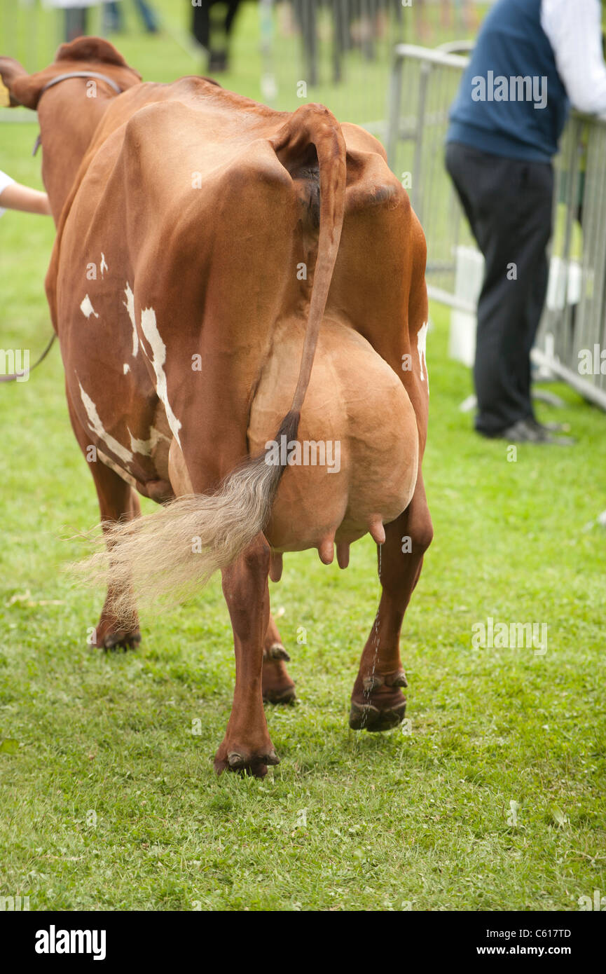 Una mucca con piena mammelle presso il Royal Welsh Agricultural Show, Builth Wells, Galles, 2011 Foto Stock