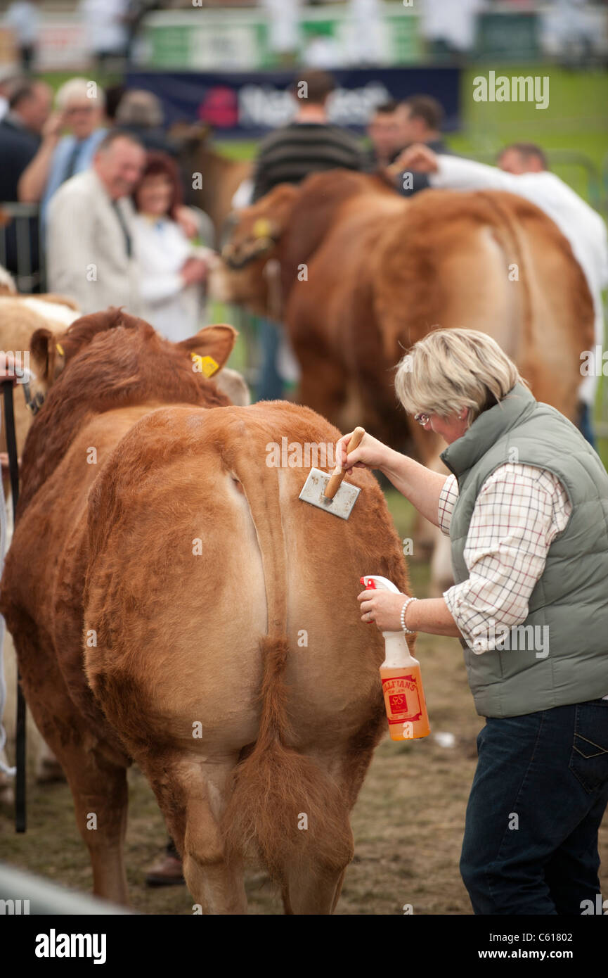 Una donna governare un premio bull presso il Royal Welsh Agricultural Show, Builth Wells, Galles, 2011 Foto Stock