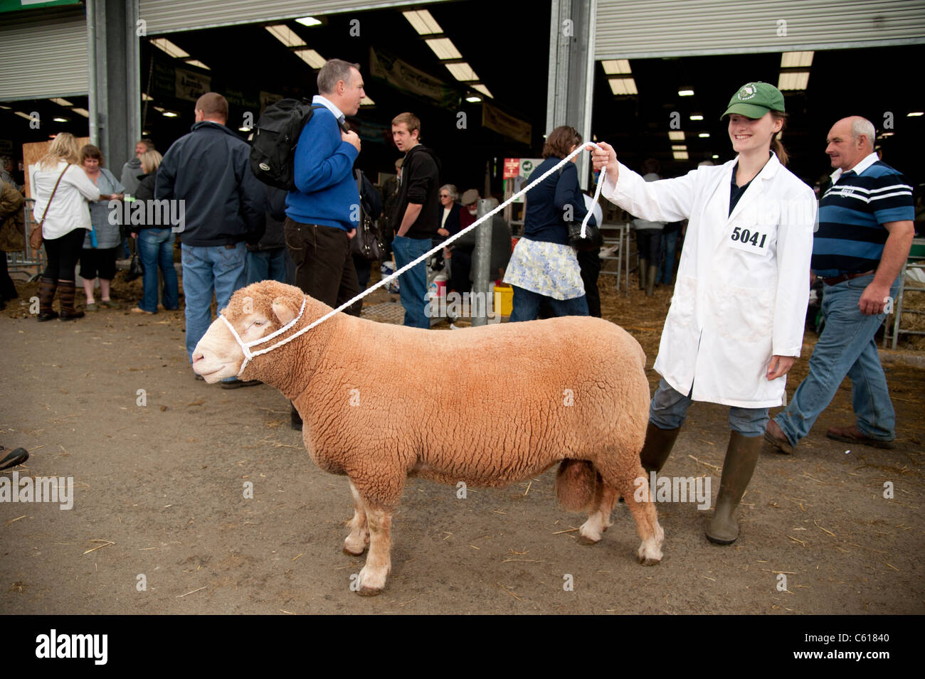 Pecore in mostra in concorso al Royal Welsh Agricultural Show, Builth Wells, Galles, 2011 Foto Stock
