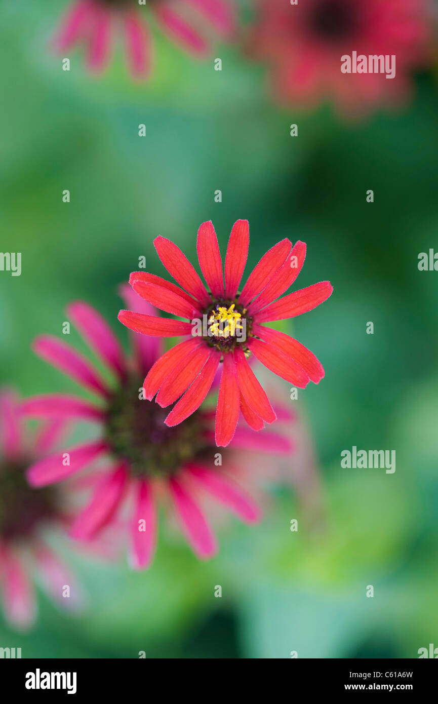 Zinnia tenuifolia. Zinna 'Ragno rosso' Fiore Foto Stock