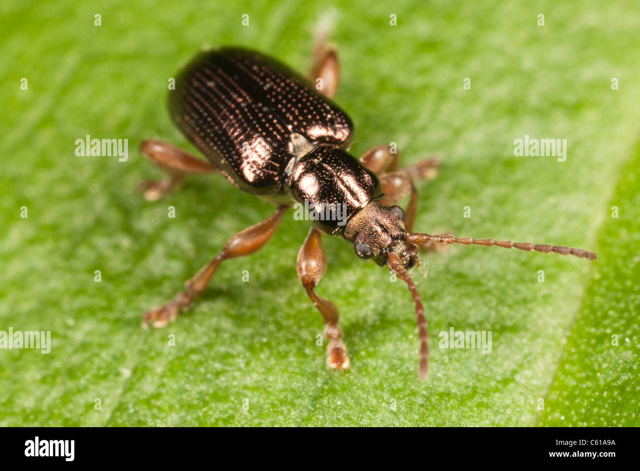 Scarabeo acquatico (Plateumaris rufa) su una foglia di cavolo Skunk Foto Stock