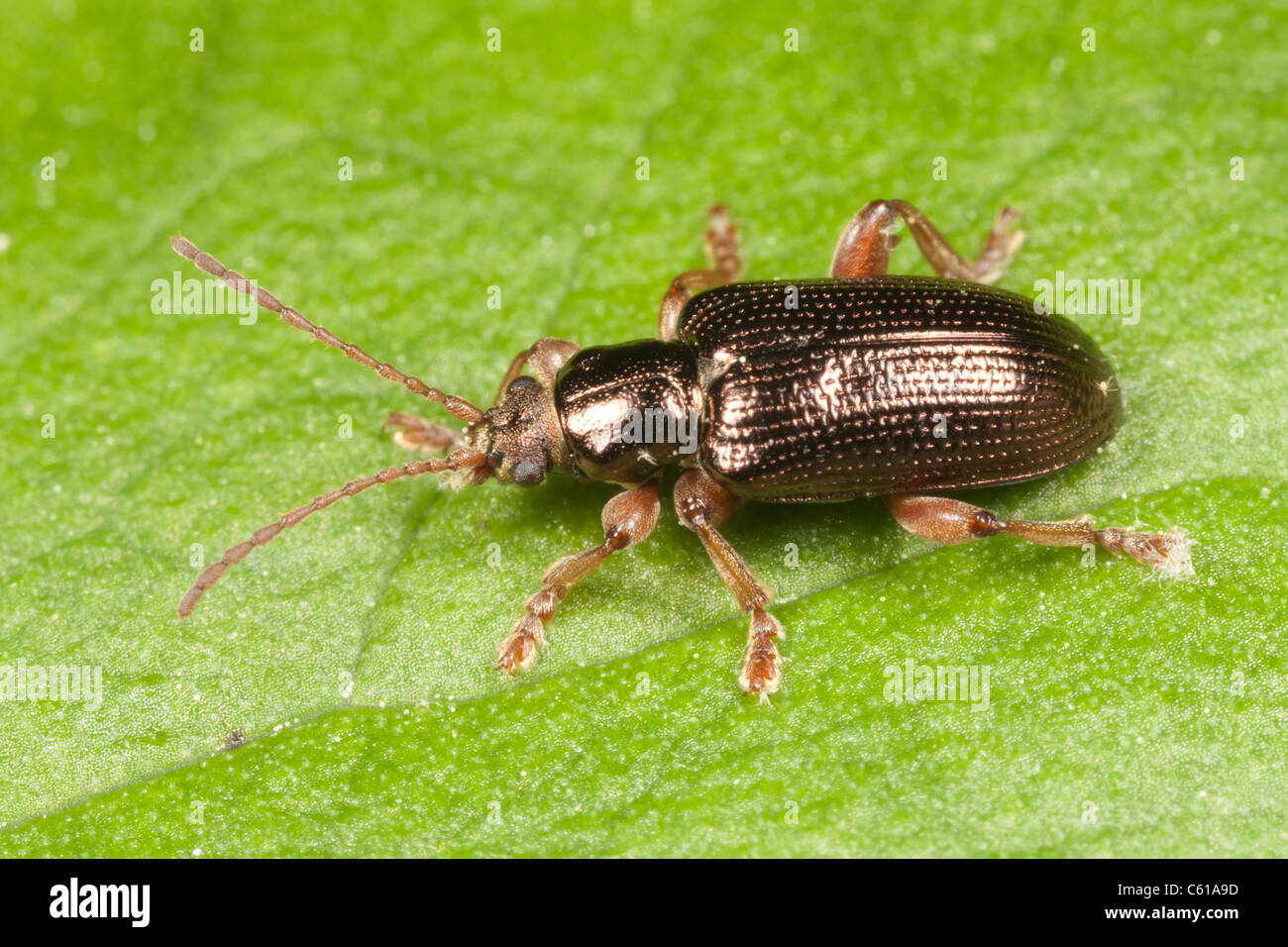 Scarabeo acquatico (Plateumaris rufa) su una foglia di cavolo Skunk Foto Stock