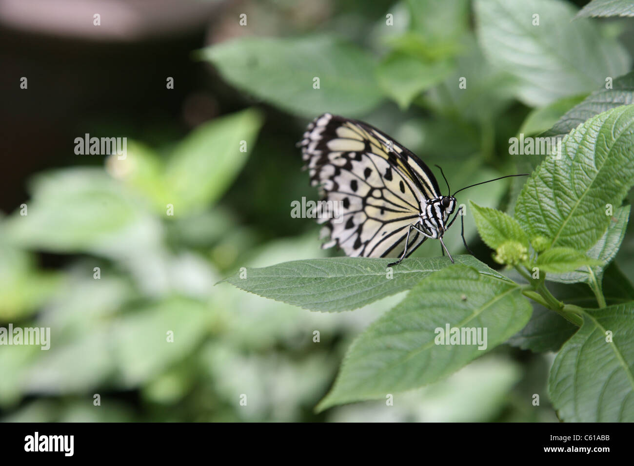 Farfalla bianca e nera su una foglia zoomando in voi sarà in grado di vedere la forma sorprendente del corpo delle farfalle. Foto Stock