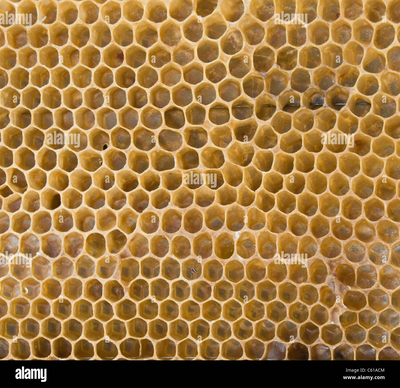 Bee favi vengono prese fuori un piano di grandi dimensioni Foto Stock