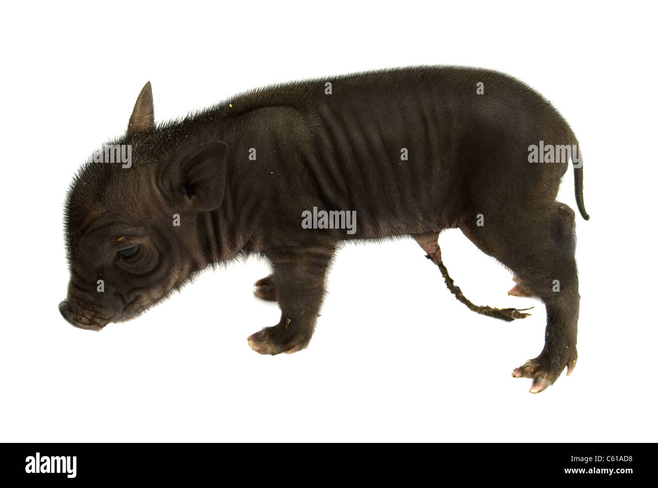 Il nero di maiale giovane è isolato su bianco Foto Stock