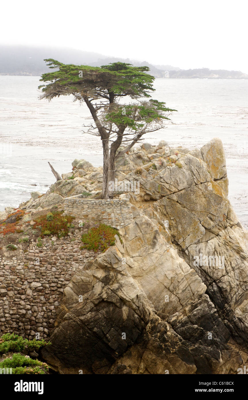 Il Lone Cypress lungo la 17 Mile Drive nella contea di Monterey in California Foto Stock