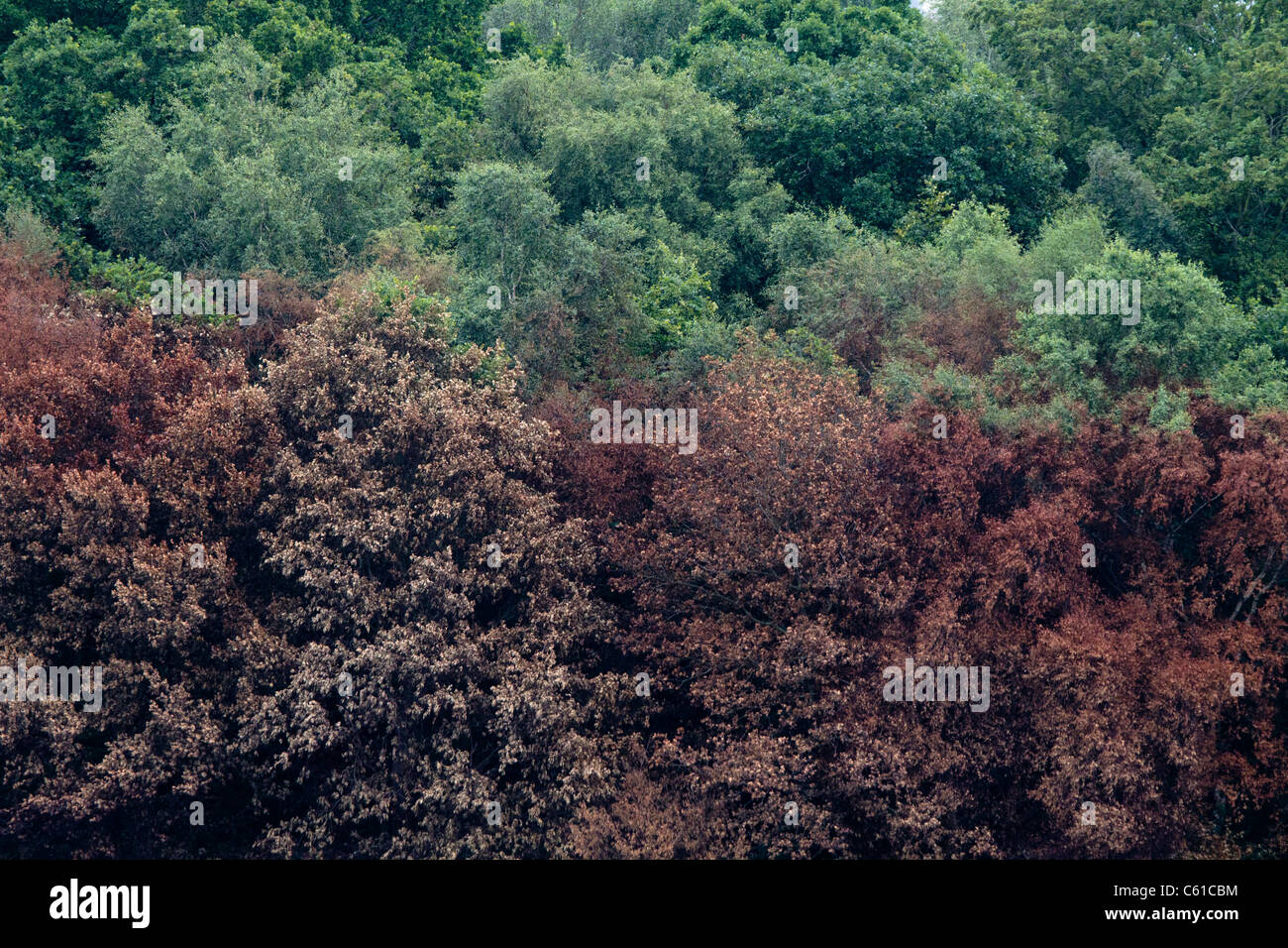 I danni di un incendio di bosco. Foto Stock