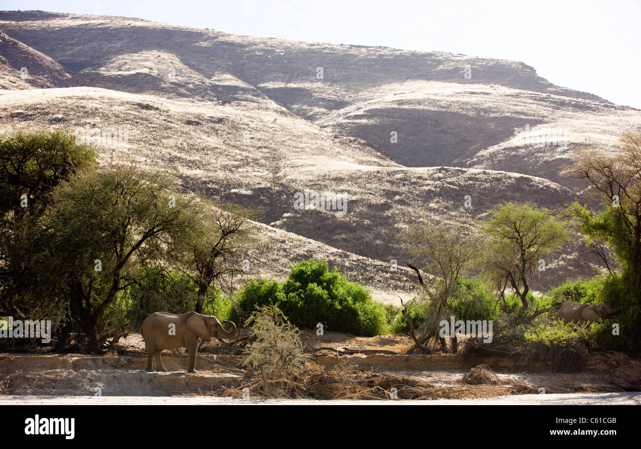 Un deserto atto elefanti mangiare. Hoarusib riverbed Purros, Northern Kaokoland, Kaokoveld, Namibia. Foto Stock