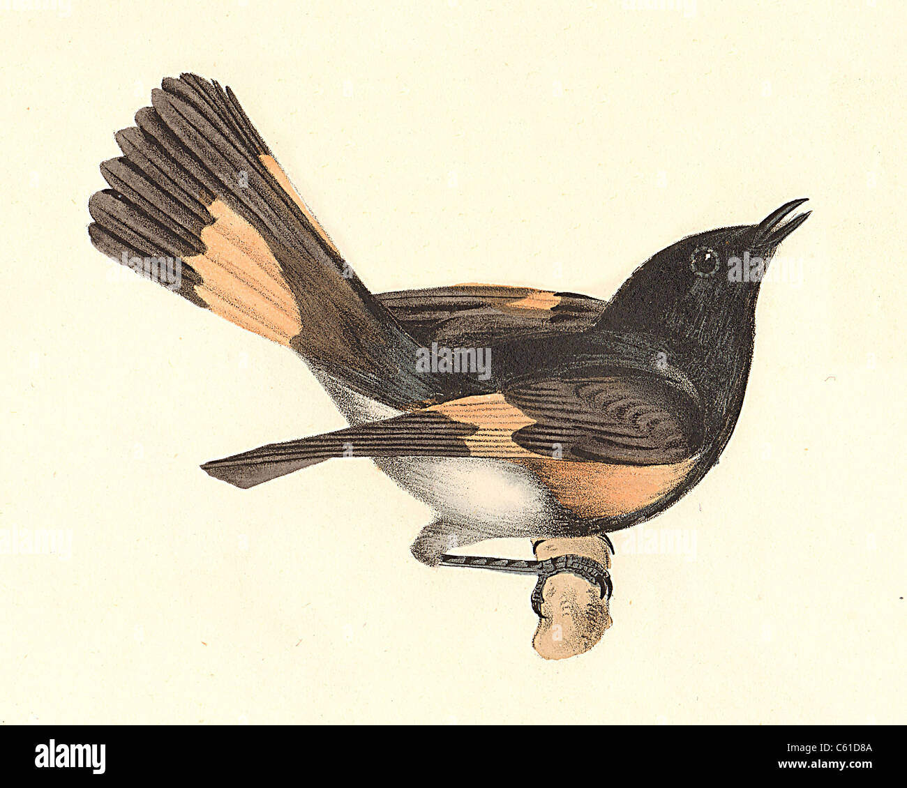 La American Redstart (Muscicapa ruticilla, Setophaga ruticilla) vintage litografia bird - James De Kay, Zoologia di New York o il New York Fauna, Foto Stock