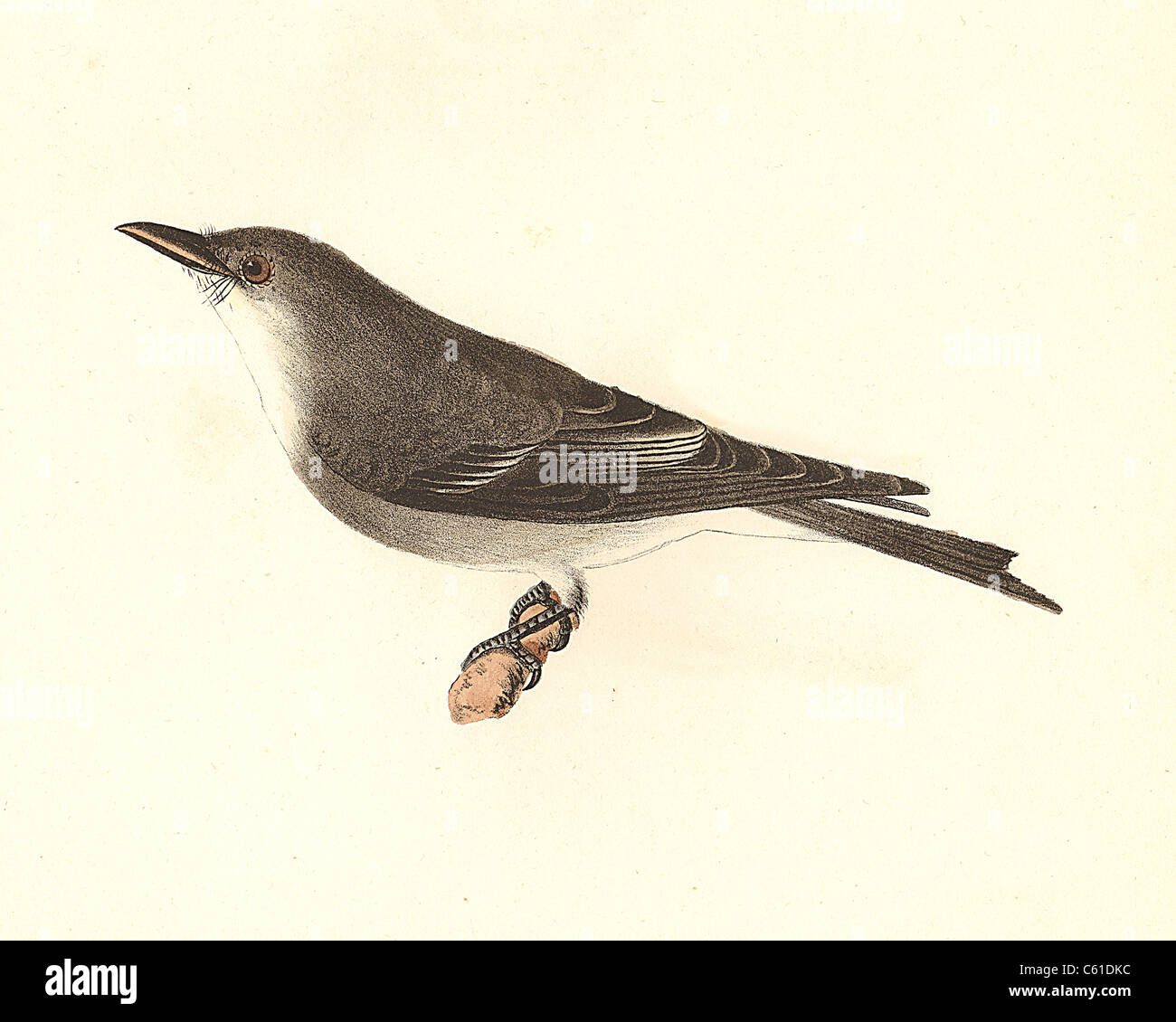 L'Oliva facciate Kingbird, Oliva-sided Flycatcher (Tyrannus cooperi, Contopus cooperi) vintage litografia bird - James De Kay, Zoologia di NY, Uccelli Foto Stock
