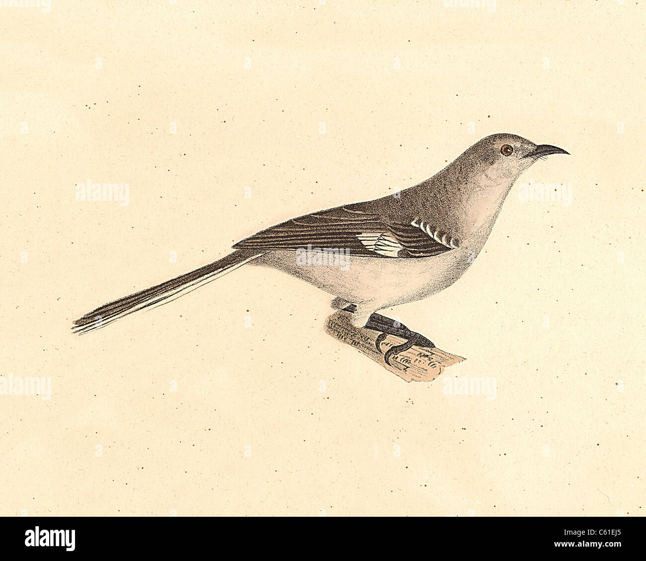 Il beffardo-bird, Northern Mockingbird (Orpheus polyglottus, Mimus polyglottos) vintage litografia bird - James De Kay, Zoologia di New York, Uccelli Foto Stock