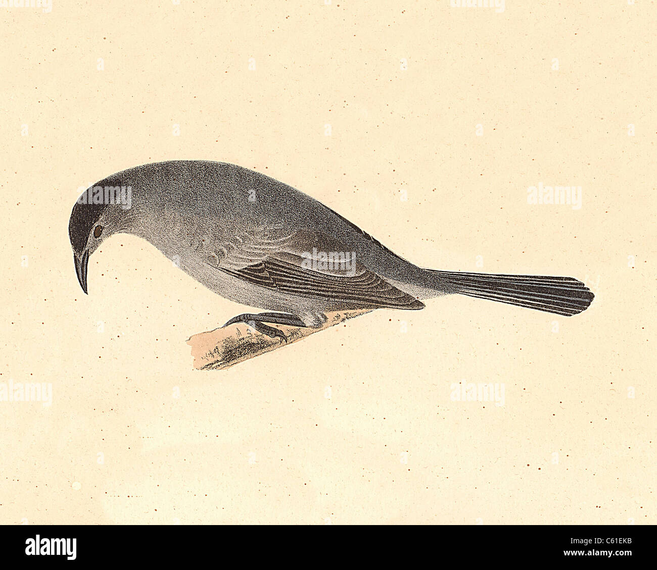 Il Cat-bird, Grigio catbird (Orpheus carolinensis, Dumetella carolinensis) vintage litografia bird - James De Kay, Zoologia di New York o di uccelli di NY Foto Stock