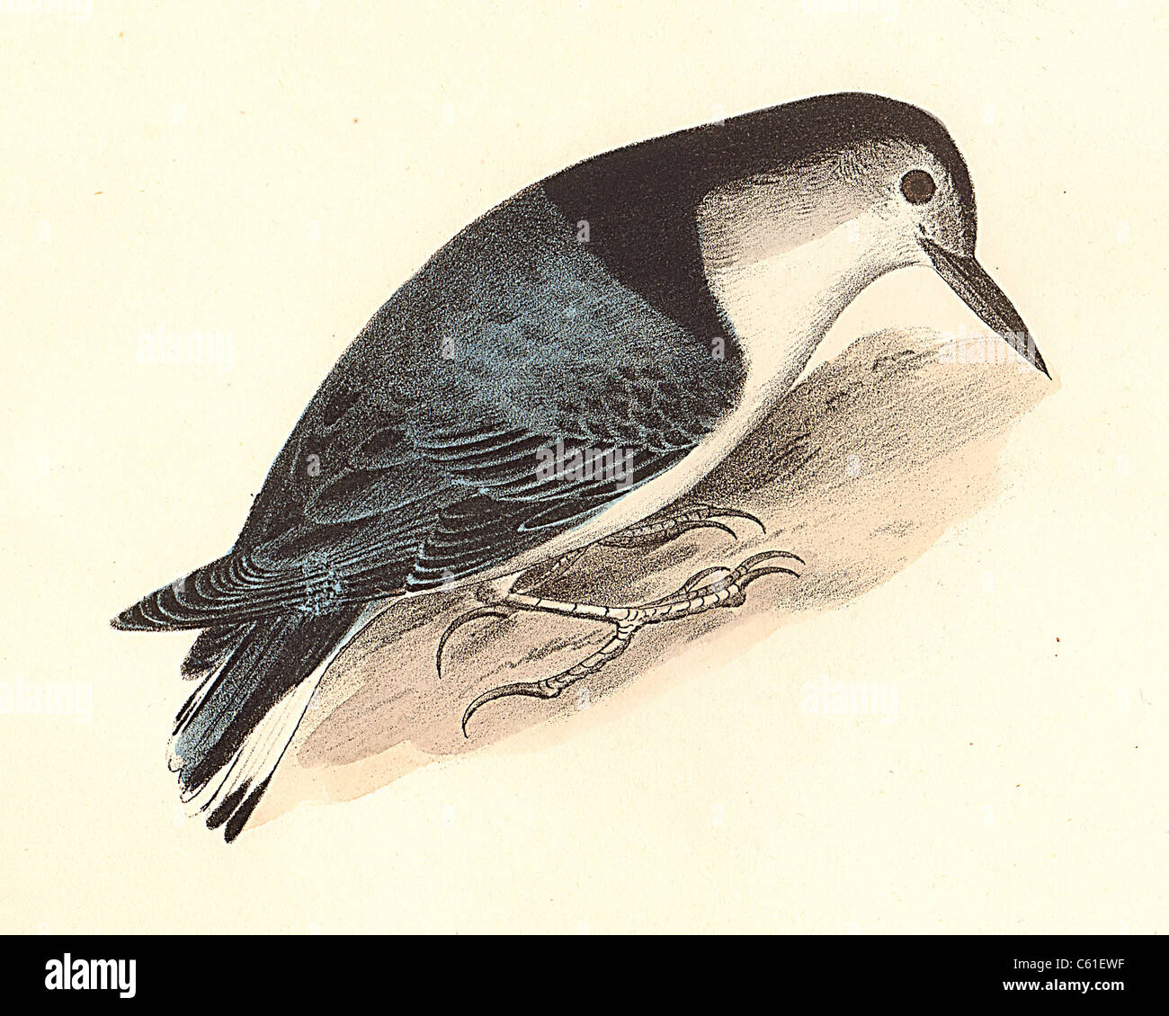 Il bianco-breasted picchio muratore (Sitta carolinensis) vintage litografia bird - James De Kay, Zoologia di New York o il New York Fauna, parte II, Uccelli Foto Stock