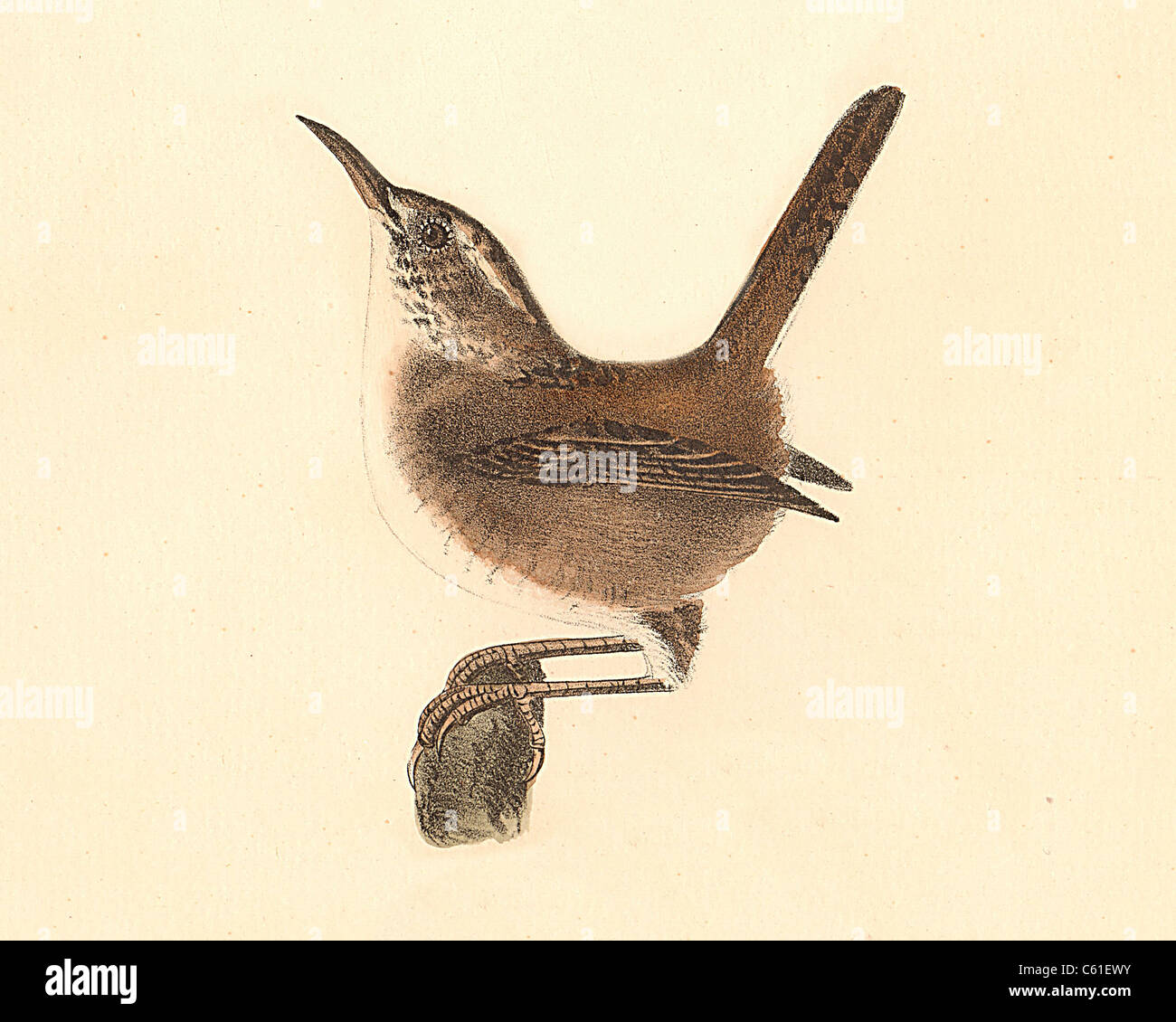 La Palude Wren (Troglodytes palustris, Cistothorus palustris) vintage litografia bird - James De Kay, Zoologia di New York, o N) fauna Uccelli, Foto Stock