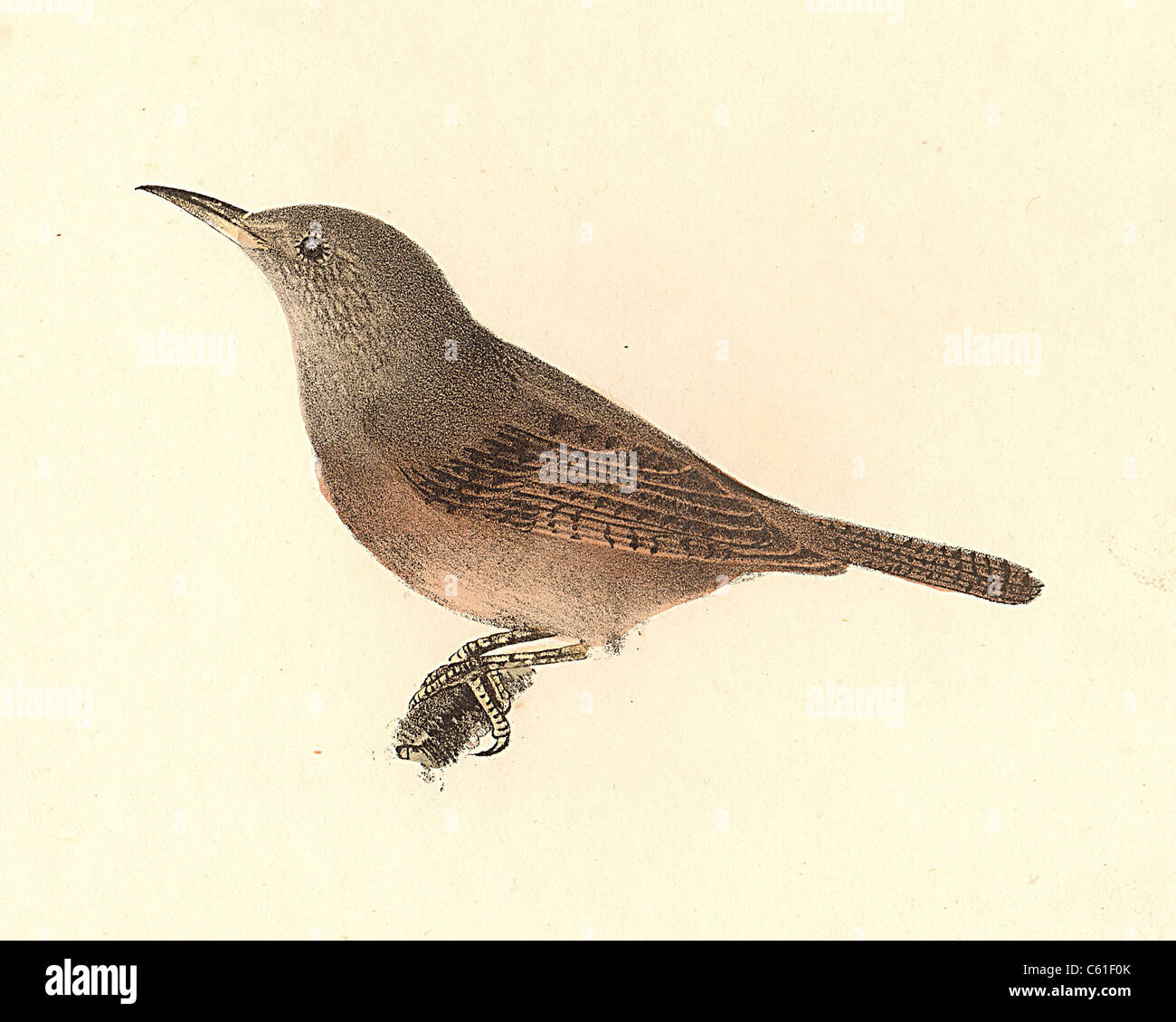 La casa Wren (Troglodytes aedon) vintage litografia bird - James De Kay, Zoologia di New York o il New York Fauna, parte II, Uccelli Foto Stock