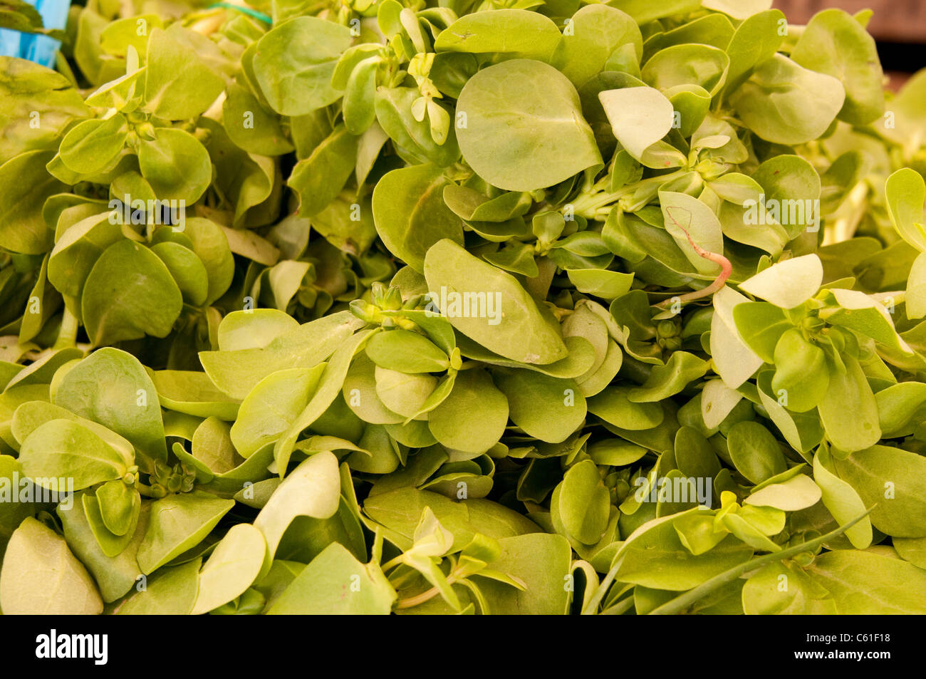 Un tipo di lattuga per la vendita, Kalkan mercato, Turchia Foto Stock