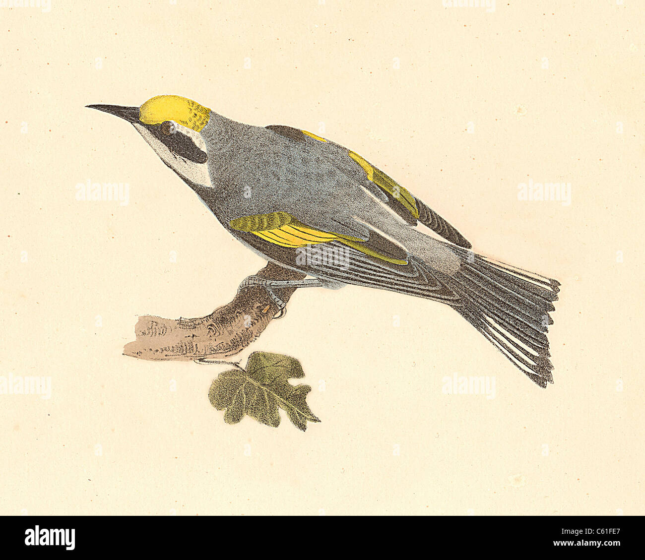 Il Golden-winged trillo (Vermivora chrysoptera) vintage litografia bird - James De Kay, Zoologia di New York o il New York Fauna, parte II, Uccelli Foto Stock