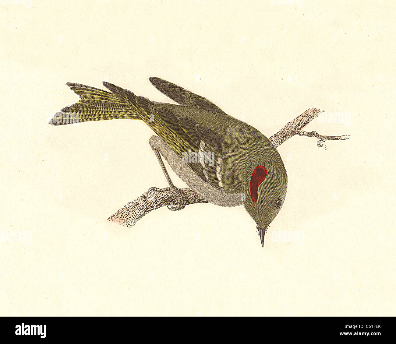 Ruby-incoronato Kinglet (Regulus calendula) vintage litografia bird - James De Kay, Zoologia di New York o il New York Fauna, parte II, Uccelli Foto Stock