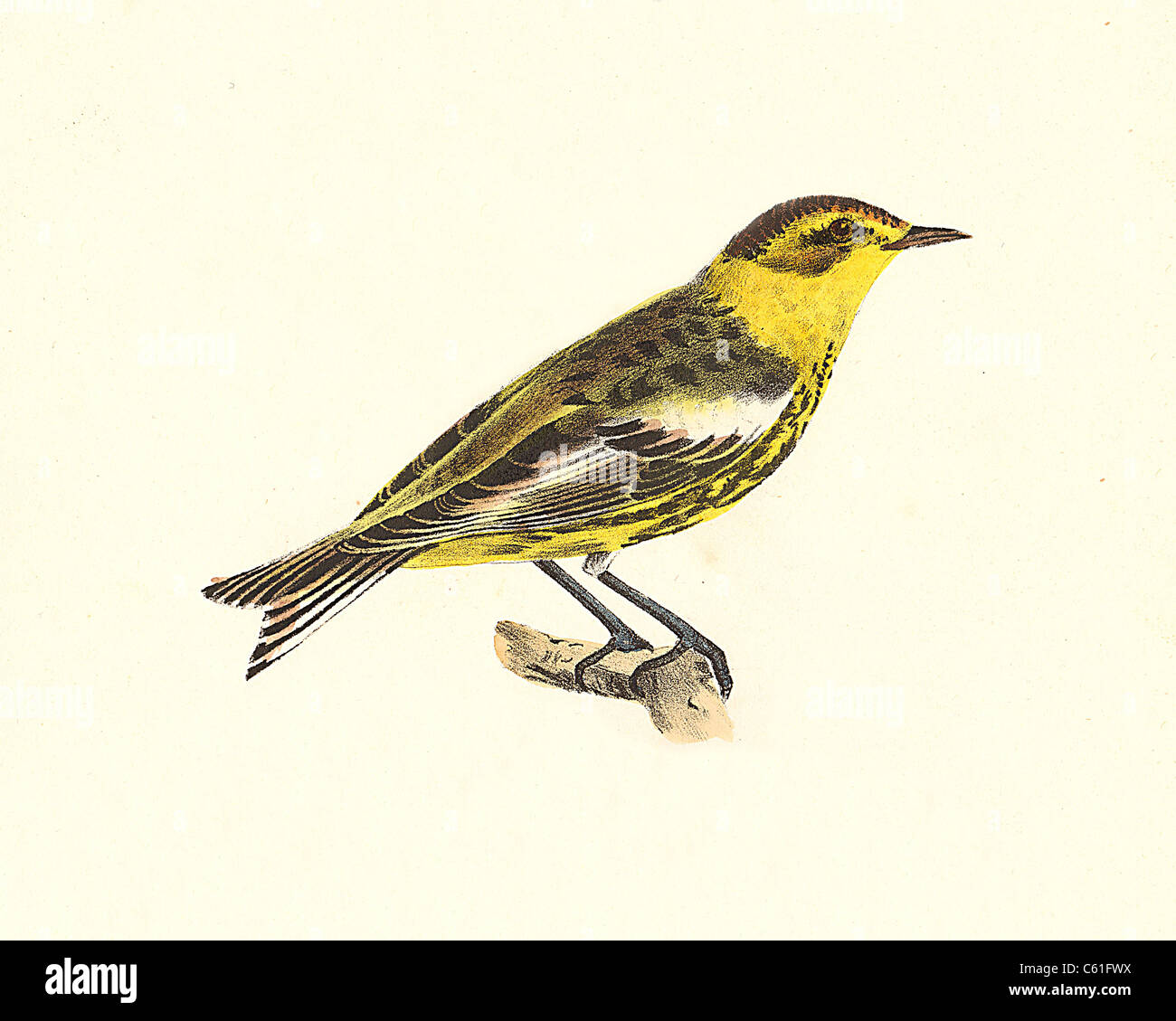 Il trillo Cape-May (Sylvicola maritima, Setophaga tigrina) vintage litografia bird - James De Kay, Zoologia di New York o la Fauna New-York, Uccelli Foto Stock