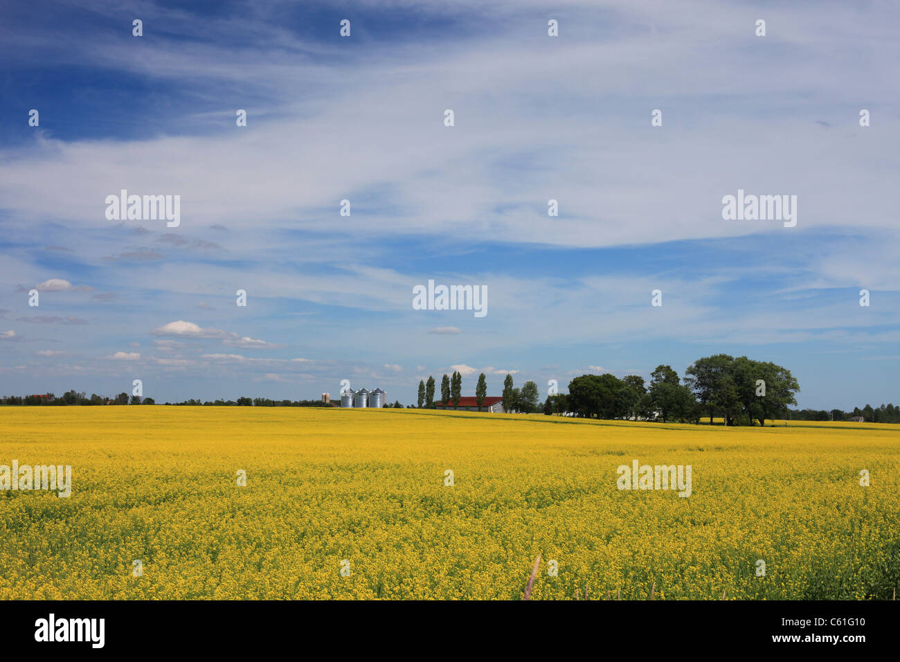 La Canola Field vicino sulla Highway 6 in Arthur, vicino a Elmira, Ontario, Canada 2011 Foto Stock