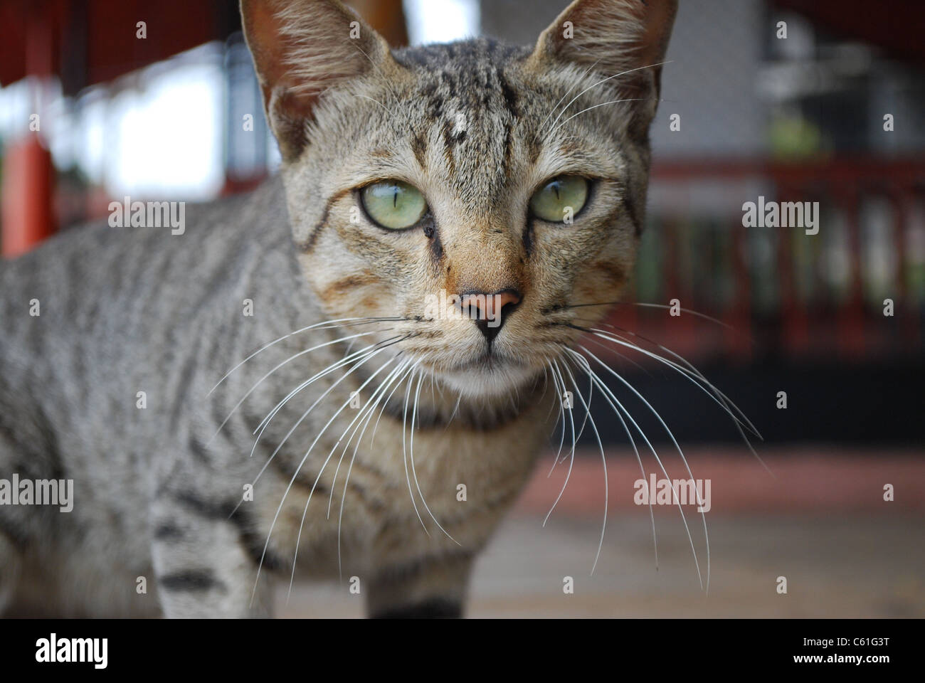 primo piano del gatto Foto Stock