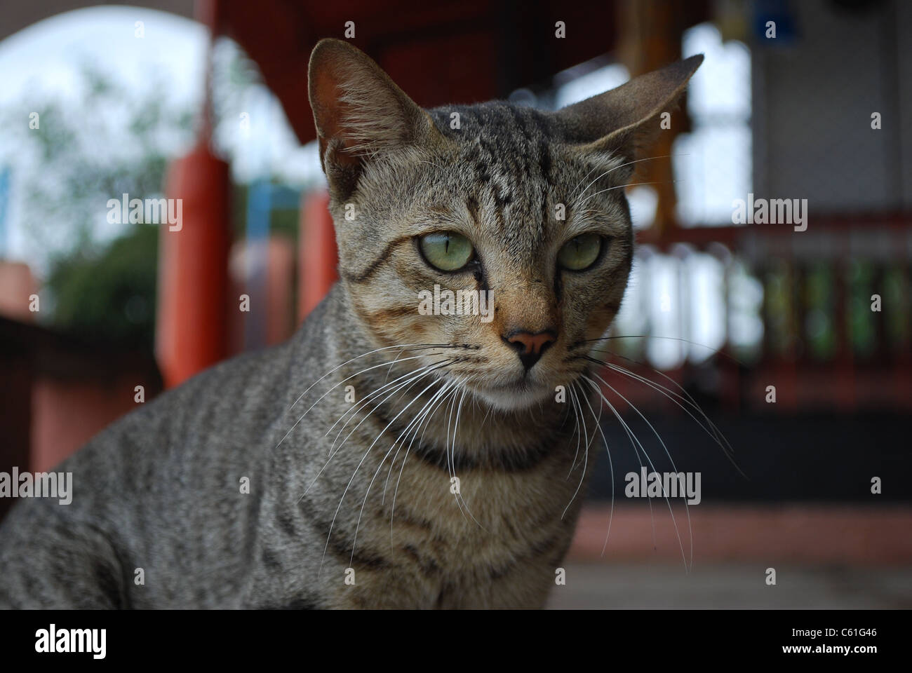 primo piano del gatto Foto Stock