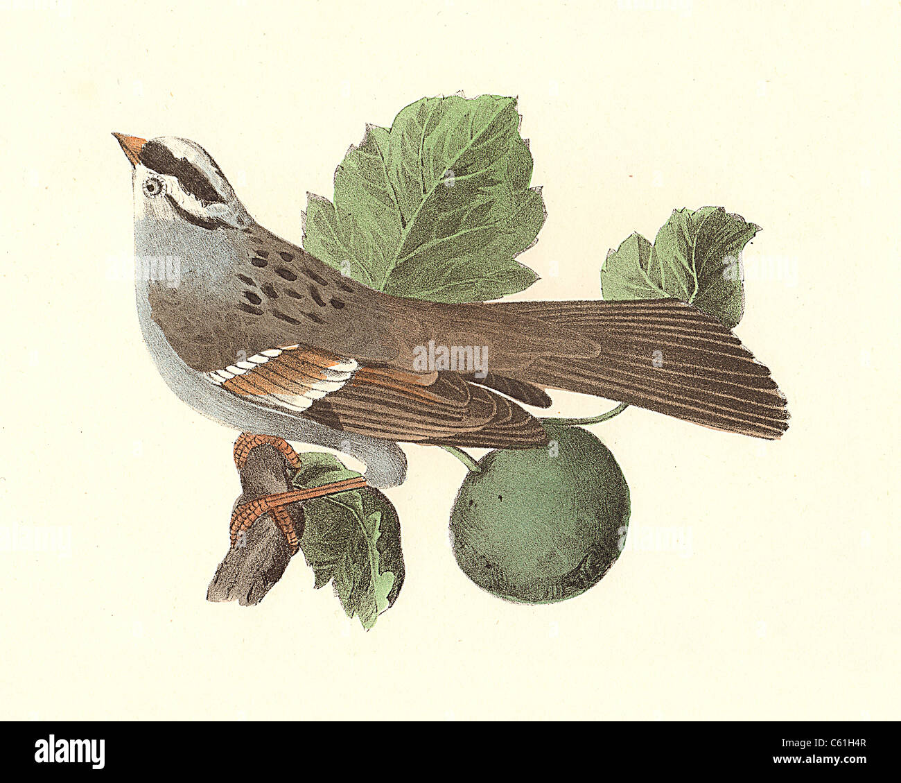 Il bianco-throated Sparrow (Fringilla pensylvanica, Zonotrichia albicollis) vintage litografia di uccelli, Giacomo De Kay, Zoologia di New York o di uccelli di NY Foto Stock