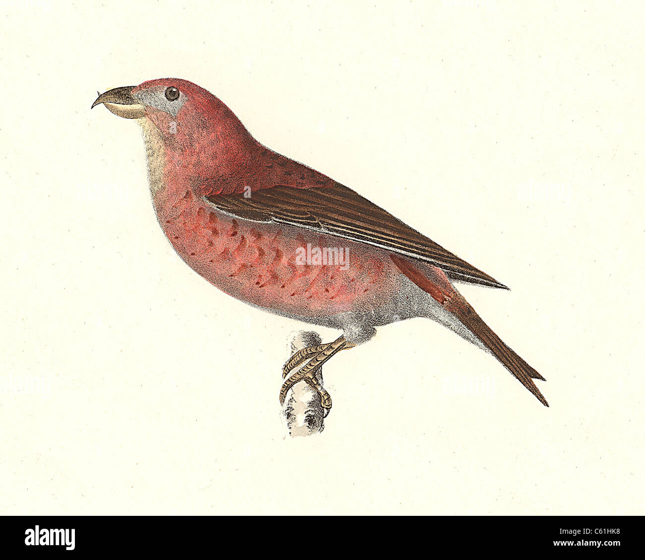 La American Crossbill o rosso (Crossbill Loxia americana, Loxia curvirostra) vintage litografia bird - James De Kay, Zoologia di New York, Uccelli Foto Stock