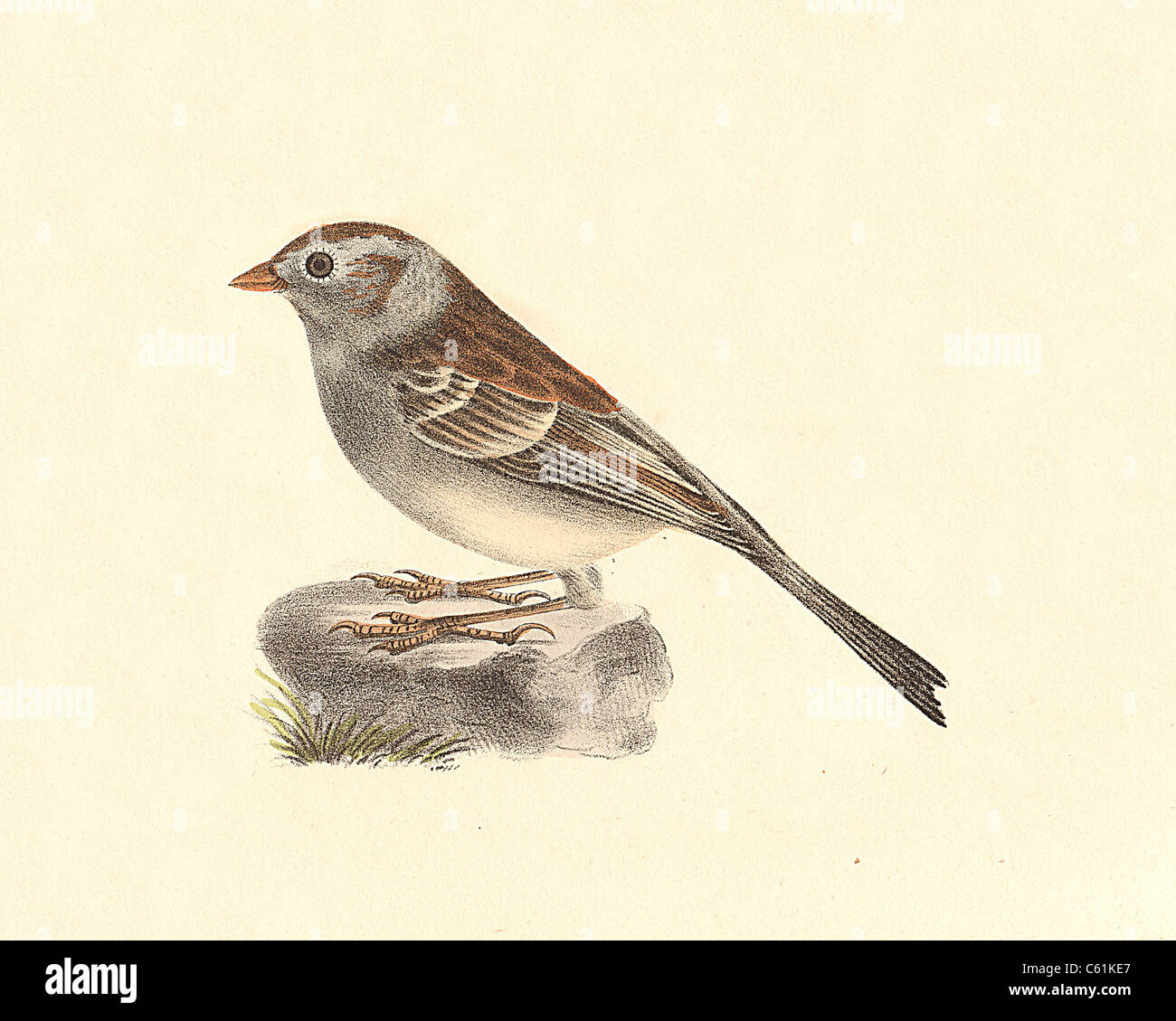 Il campo Bunting, Little Bunting (Emberiza pusilla) vintage litografia di uccelli, Giacomo De Kay, Zoologia di New York o il New York Fauna, parte II, Uccelli Foto Stock