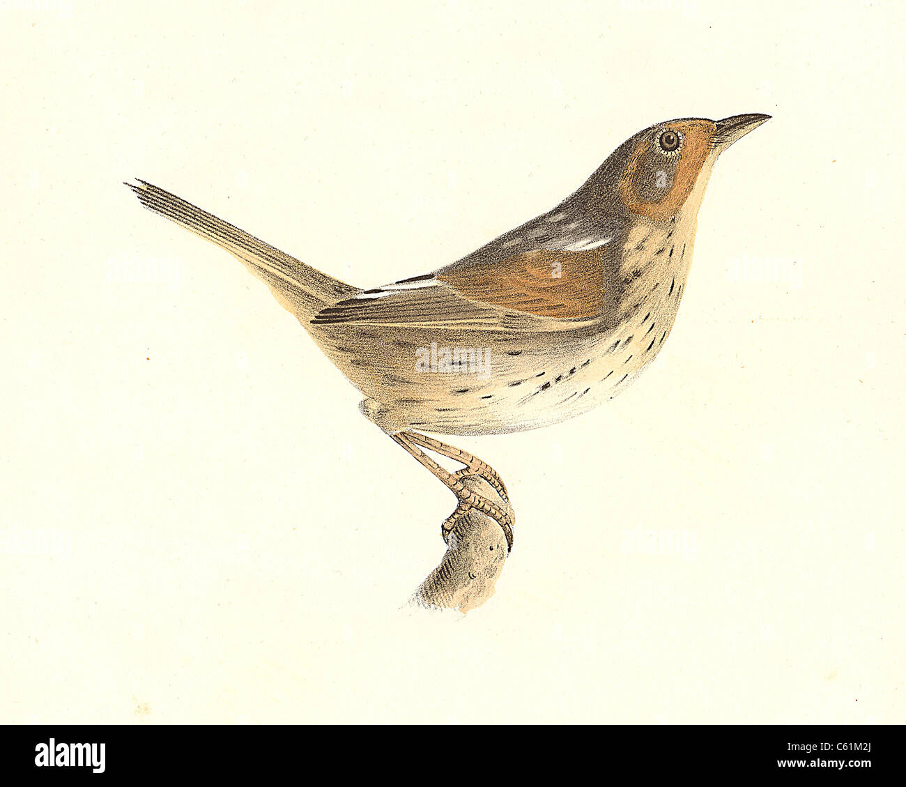La quaglia-testa o Saltmarsh Sparrow (Ammodramus caudacutus ,Ammospiza caudacutus) vintage litografia bird - James De Kay, Zoologia di New York, Uccelli Foto Stock