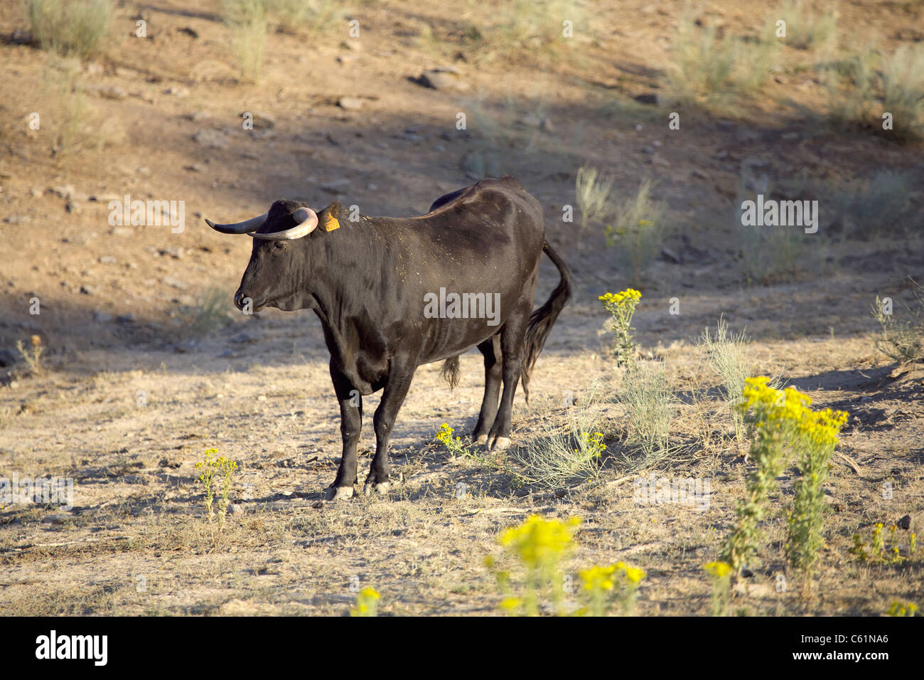 Black Bull, Estremadura, Spagna, Spagnolo, Iberia, Europa, Europeo, animale, gli animali, bestiame, natura, Bull, bovini, Jack, Cox, Foto Stock