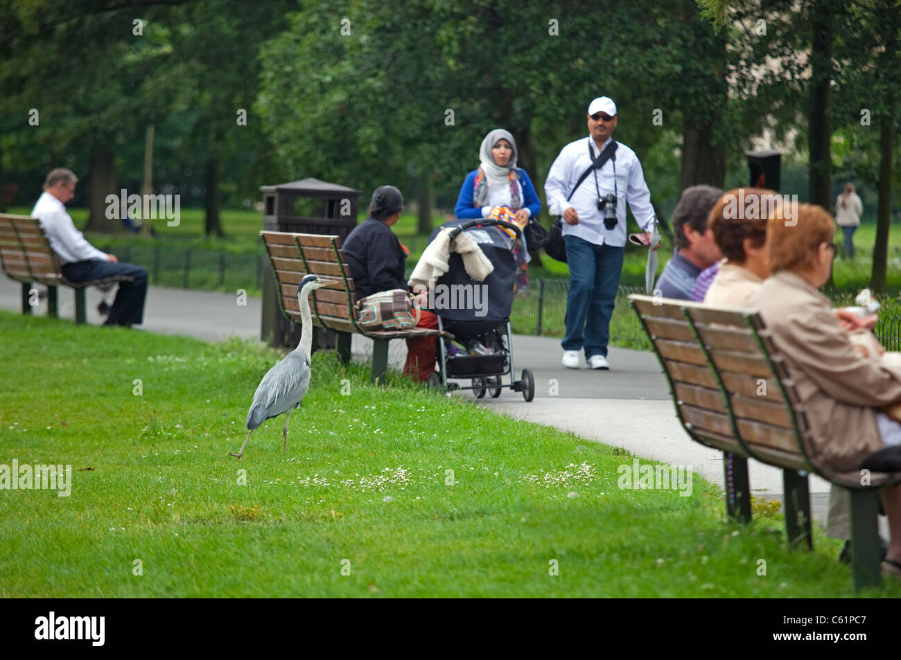Grey Heron Ardea cinerea nel parco Regents di Londra Foto Stock