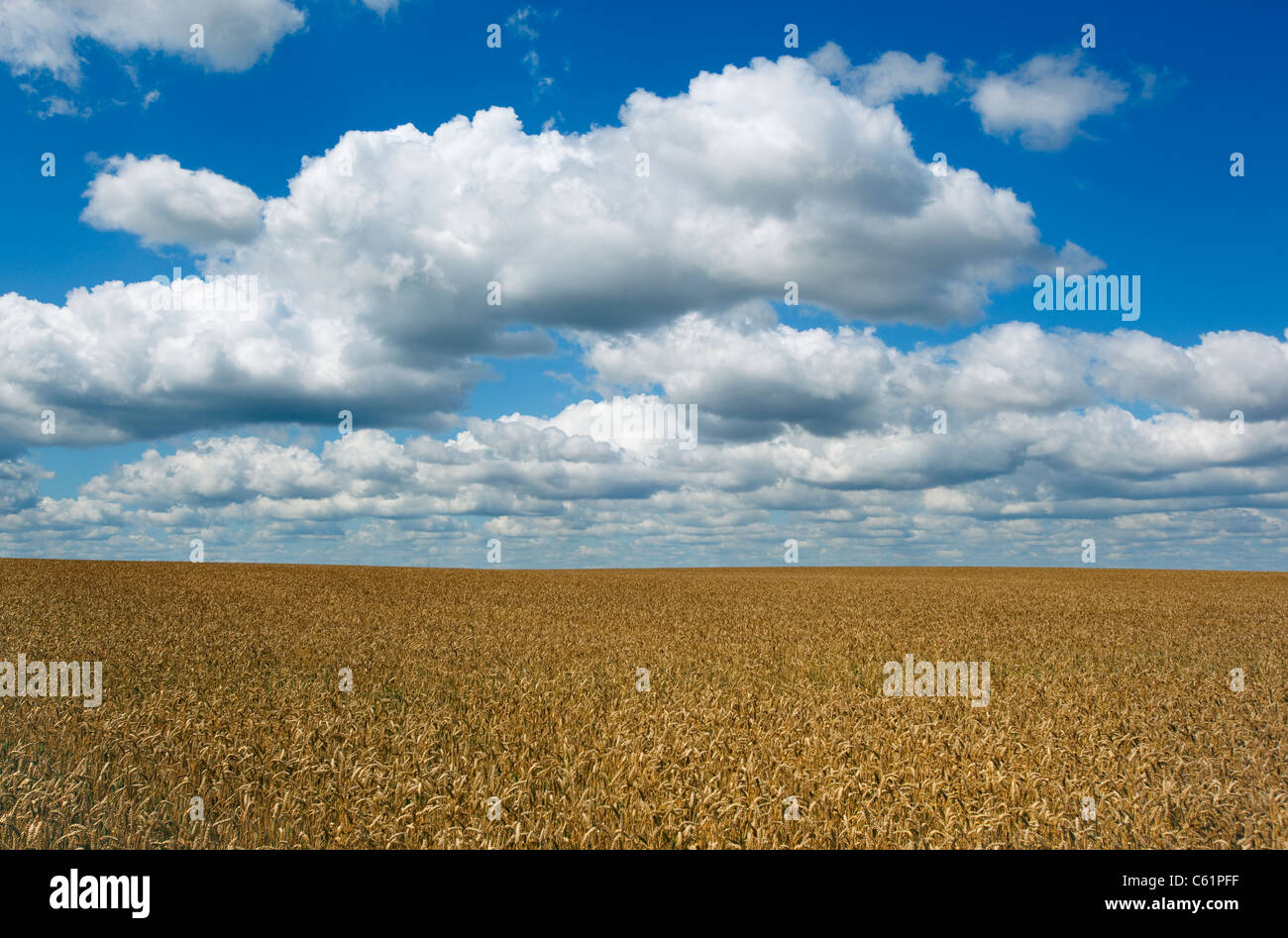 La maturazione campo di grano Baldock Hertfordshire Agosto Foto Stock