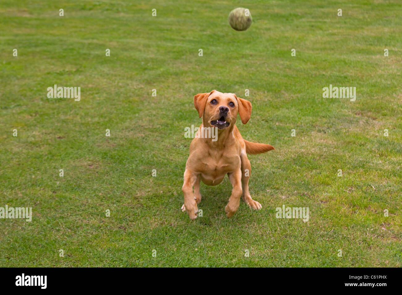 Il Labrador giallo è in attesa di prendere una palla da tennis in giardino Foto Stock