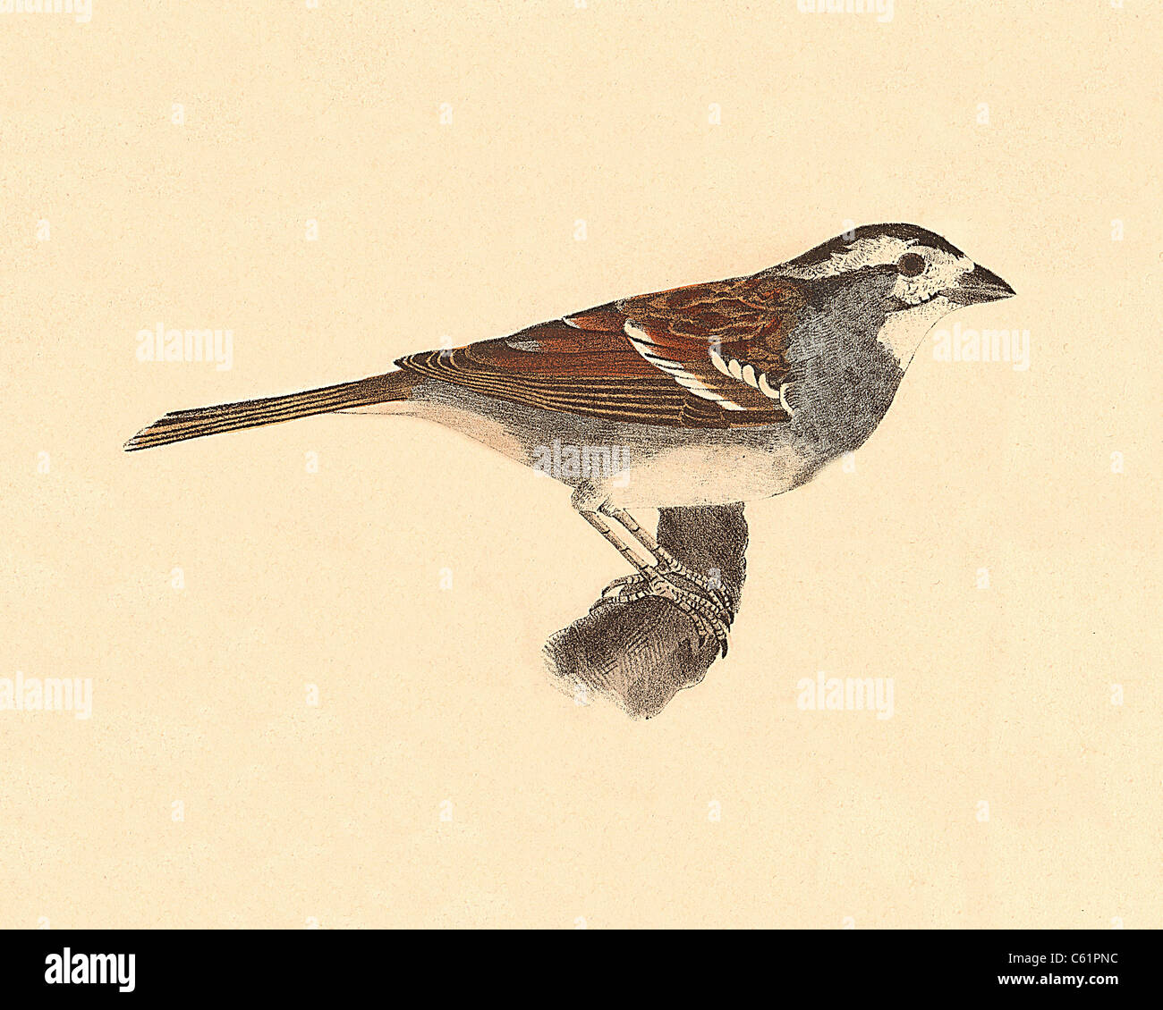Il bianco-incoronato Sparrow (Fringilla, leucophrys Zonotrichia leucophrys) vintage litografia bird - James De Kay, Zoologia di New York, la fauna, gli uccelli Foto Stock