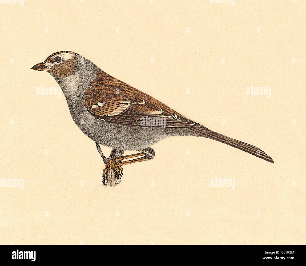 Il bianco-incoronato Sparrow (Fringilla, leucophrys Zonotrichia leucophrys) vintage litografia bird - James De Kay, Zoologia di New York, la fauna, gli uccelli Foto Stock