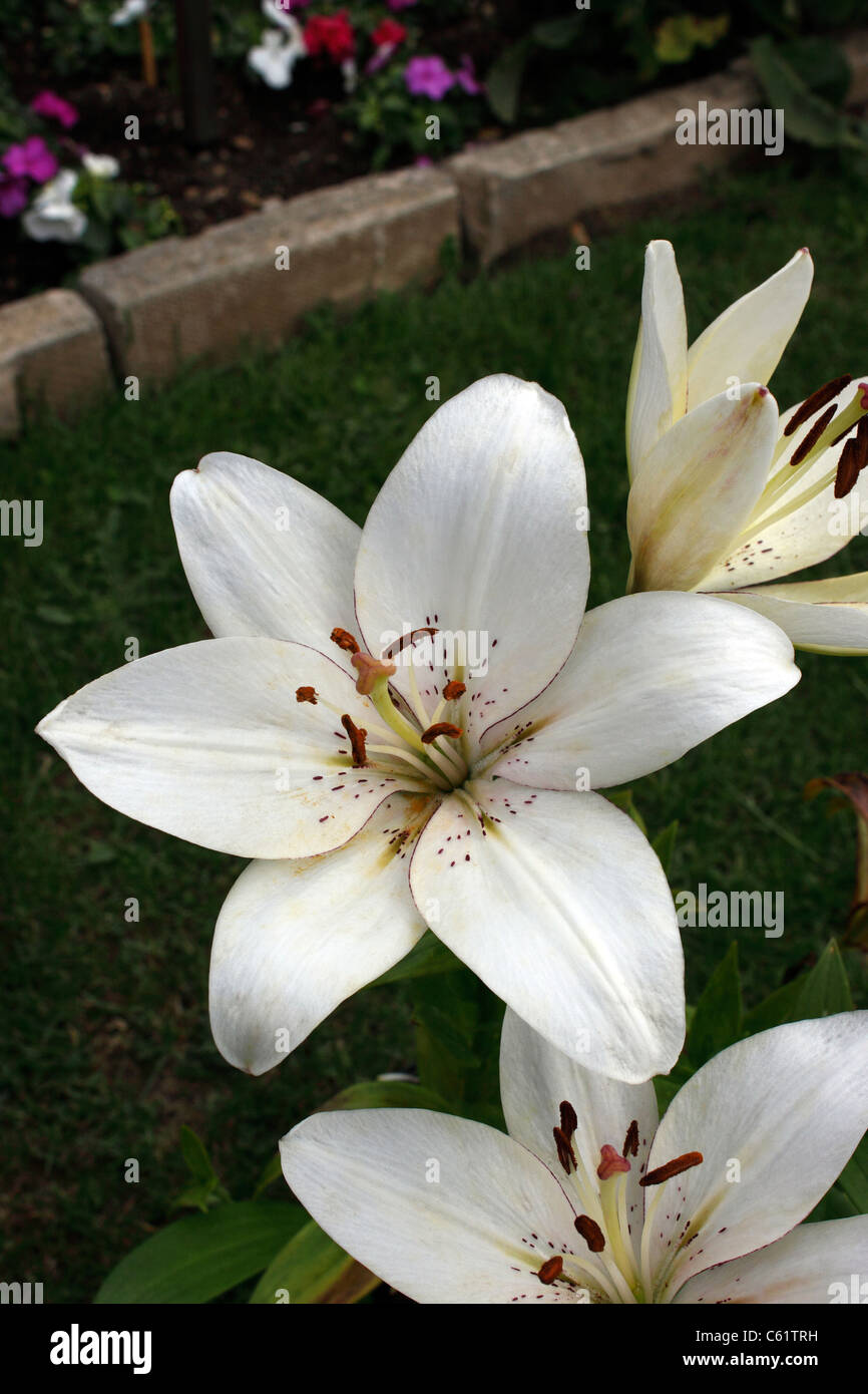 Il Lilium eye liner. Giglio Bianco. Foto Stock
