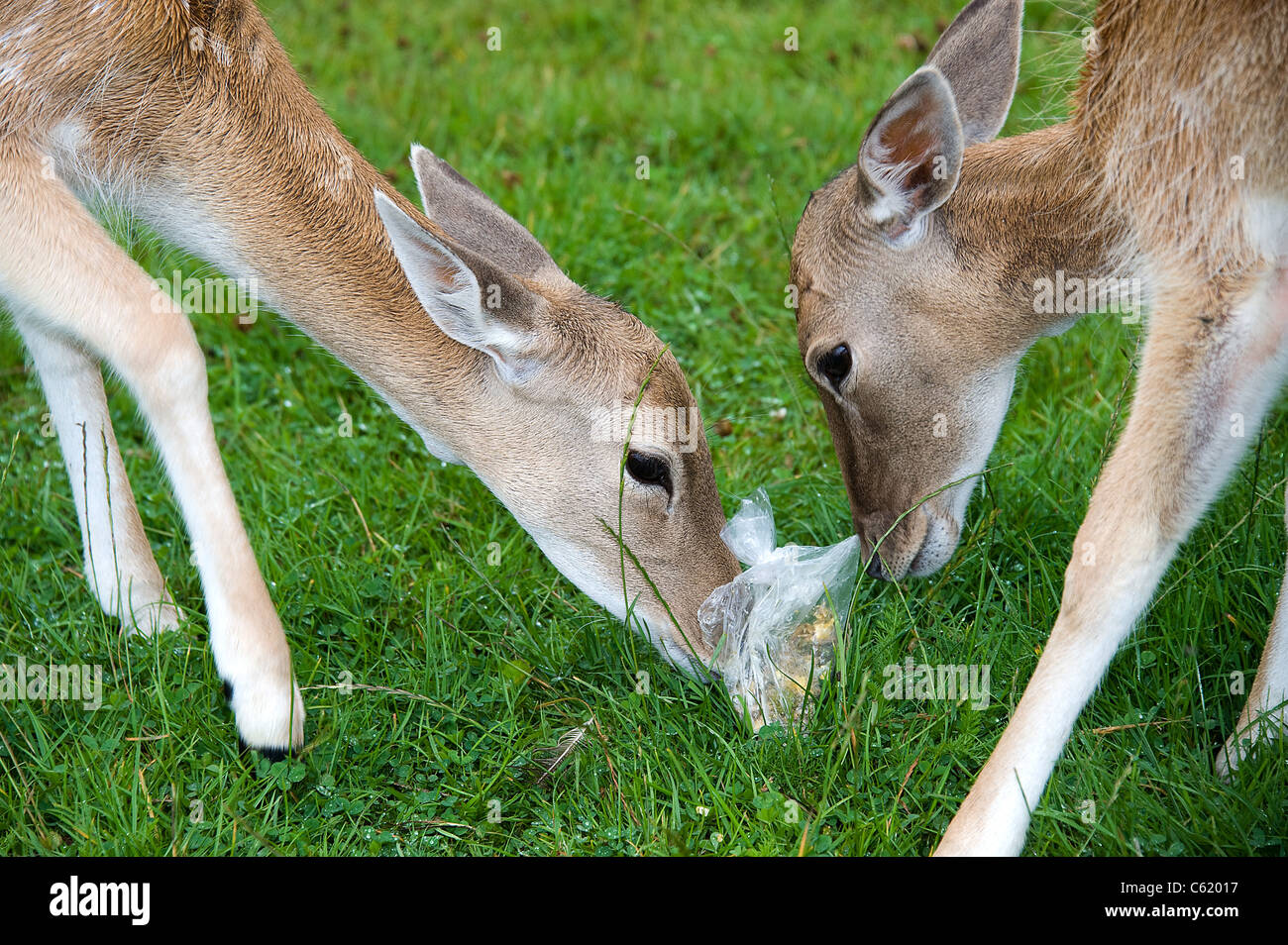 Daini, Femmina, UK (Dama Dama) mangiando il sacchetto in plastica Foto Stock