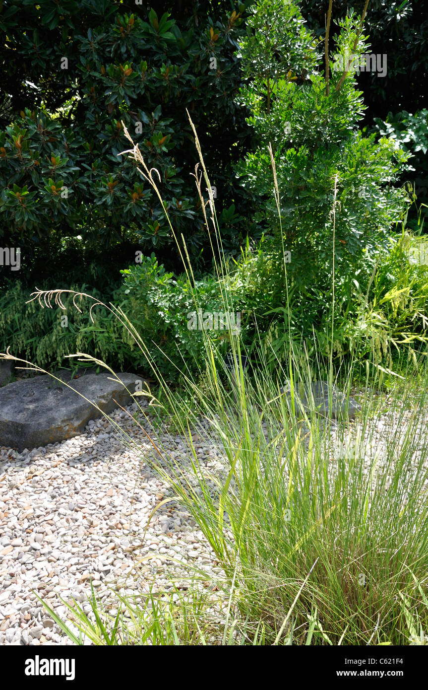 Golfo Muhly - Muhlenbergia capillaris Foto Stock