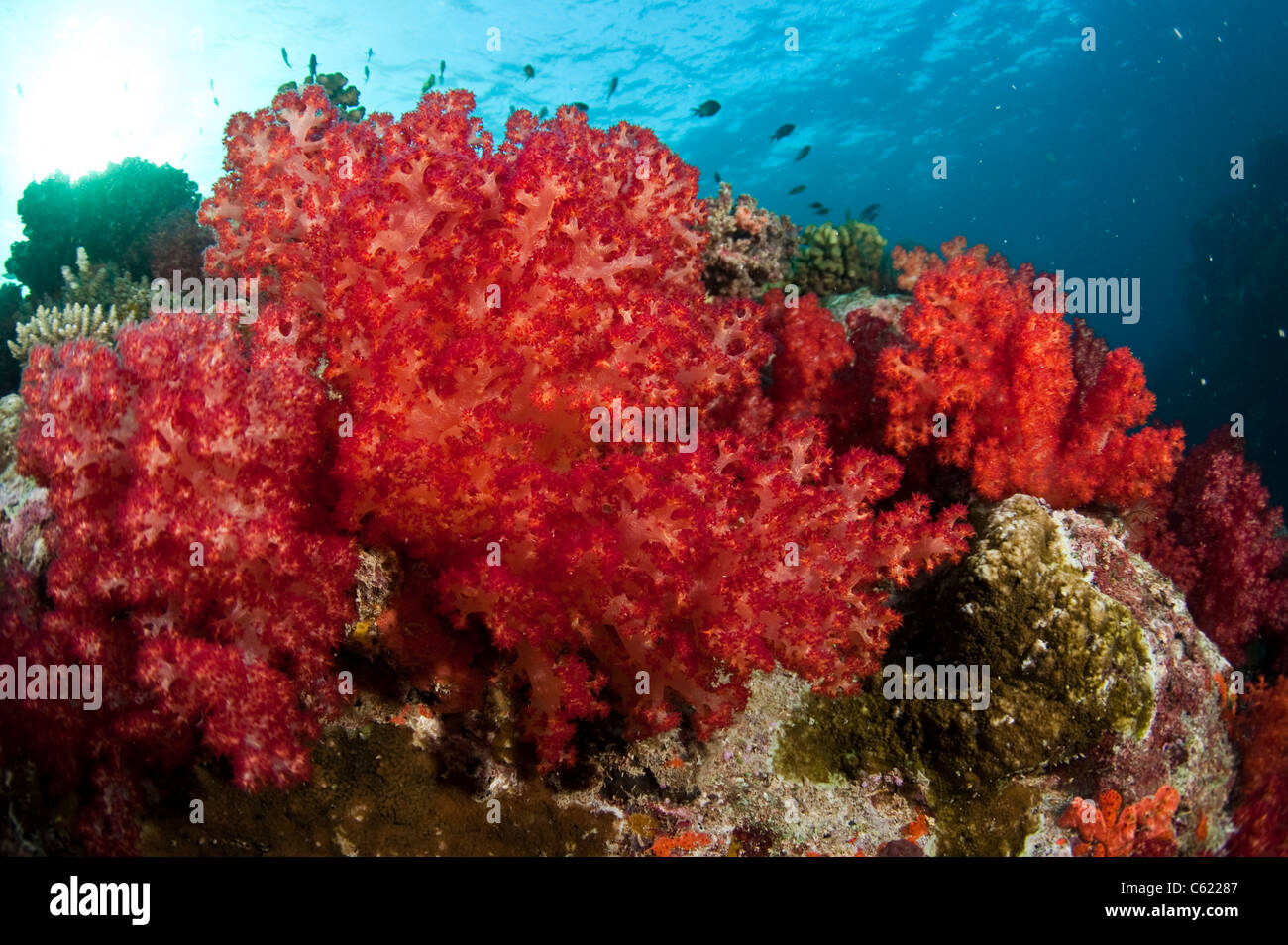 Coral reef in laguna di Beqa, Pacific Harbour, Viti Levu, Figi ornata di coralli molli dalla famiglia Dendronephthya. Foto Stock