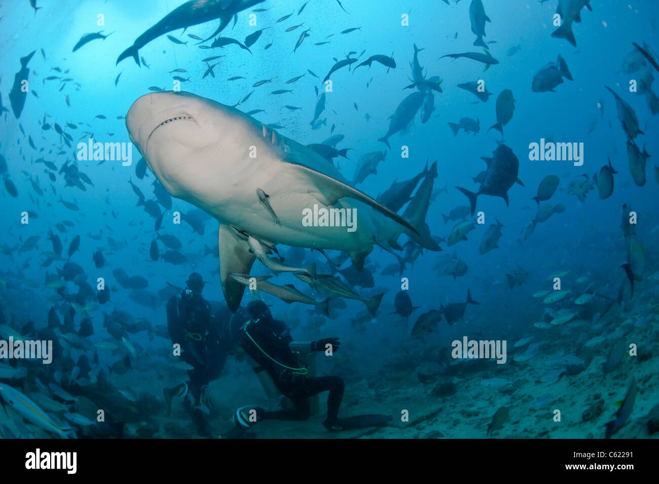 Scuba Diver alimenta un squalo toro, Carcharhinus leucas, durante uno squalo dive offshore Pacific Harbour, Viti Levu, Isole Figi Foto Stock