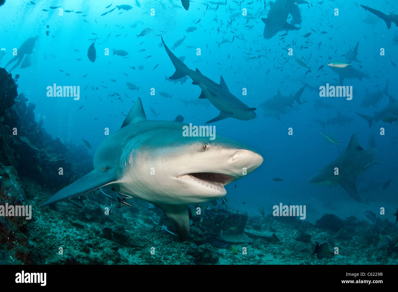 Gli squali toro, Carcharhinus leucas, raccogliere durante uno squalo immersione a Shark Reef Marine offshore di riserva Pacific Harbour, Isole Figi Foto Stock