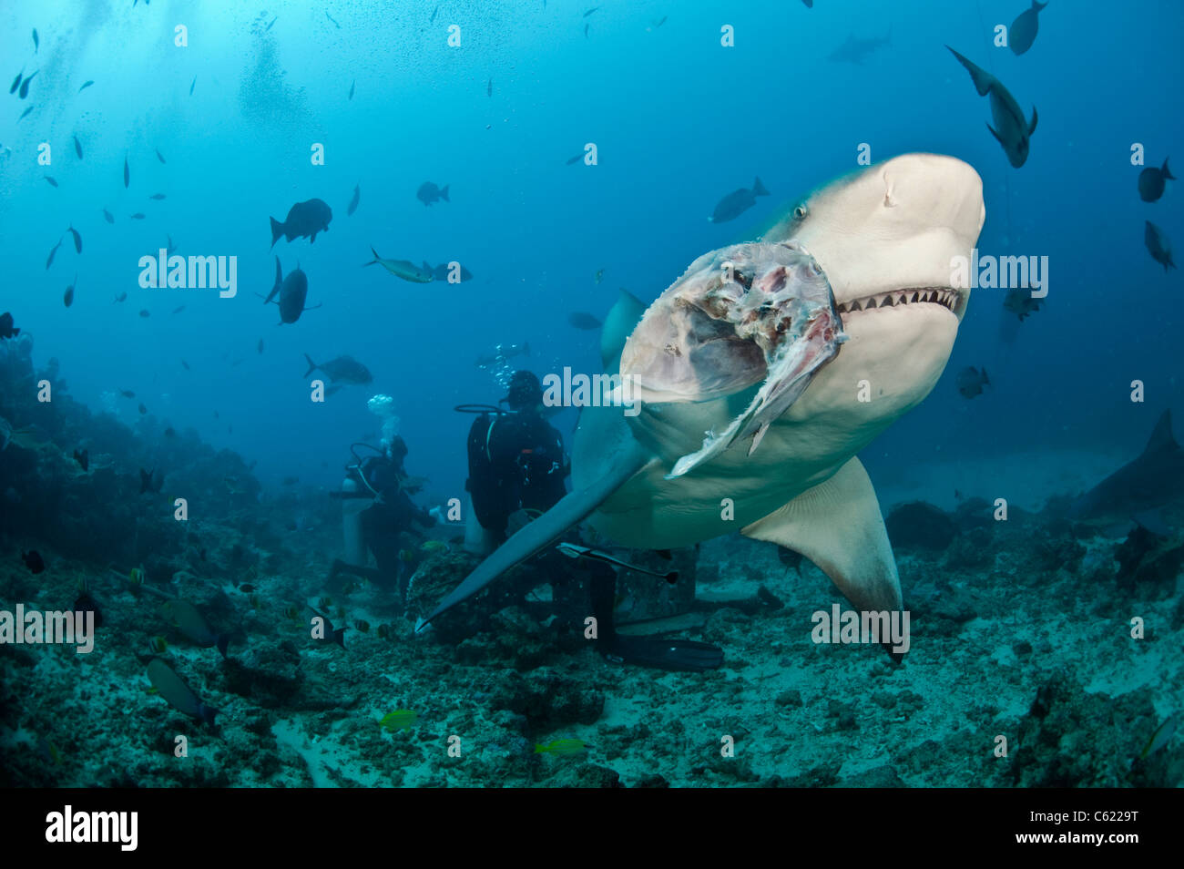 Scuba Diver alimenta un squalo toro, Carcharhinus leucas, durante uno squalo dive offshore Pacific Harbour, Viti Levu, Isole Figi Foto Stock