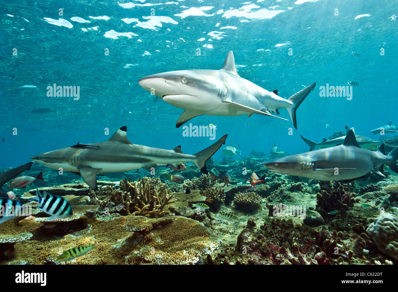 Un Grey Reef, punta nera Reef, e punta bianca scogliera prowl Shark Reef in laguna di Beqa, Pacific Harbour, Viti Levu, Isole Figi Foto Stock