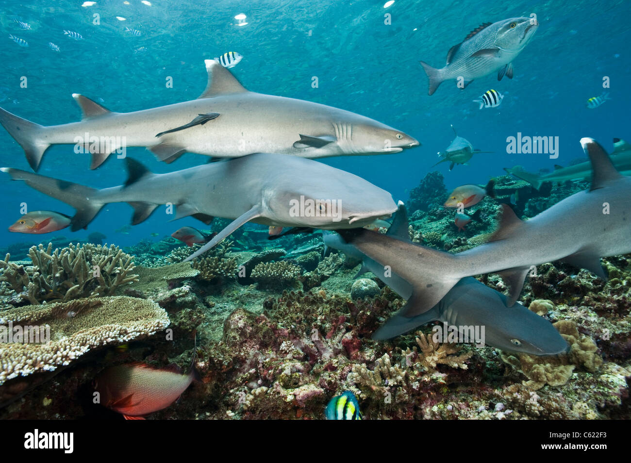 Bianco-punta gli squali, Triaenodon obesus, si aggirano per i fondali della barriera corallina in laguna di Beqa, Fiji. Foto Stock