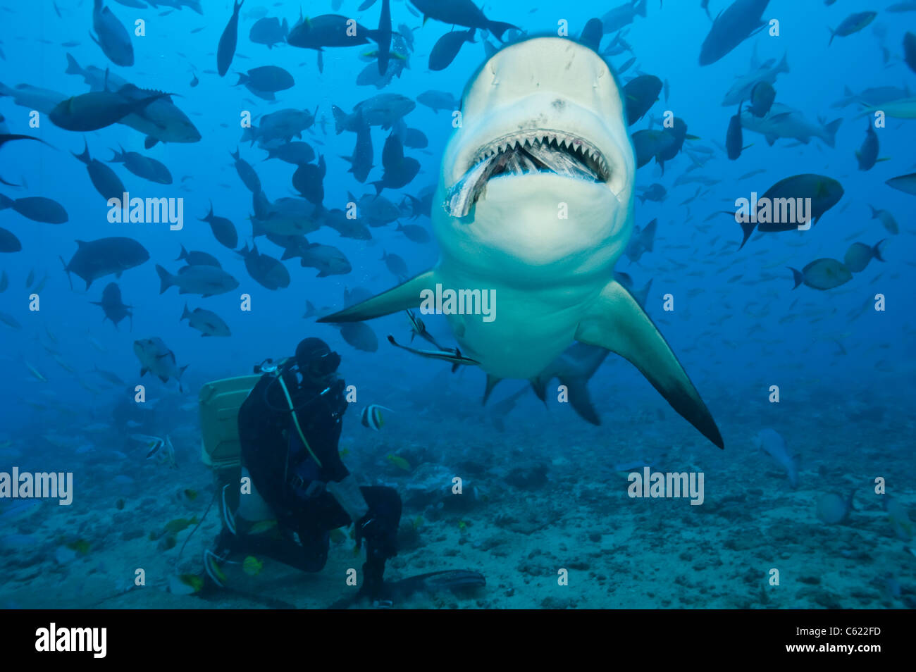 Scuba Diver alimenta un squalo toro, Carcharhinus leucas, durante uno squalo dive offshore Pacific Harbour, Viti Levu, Isole Figi Foto Stock