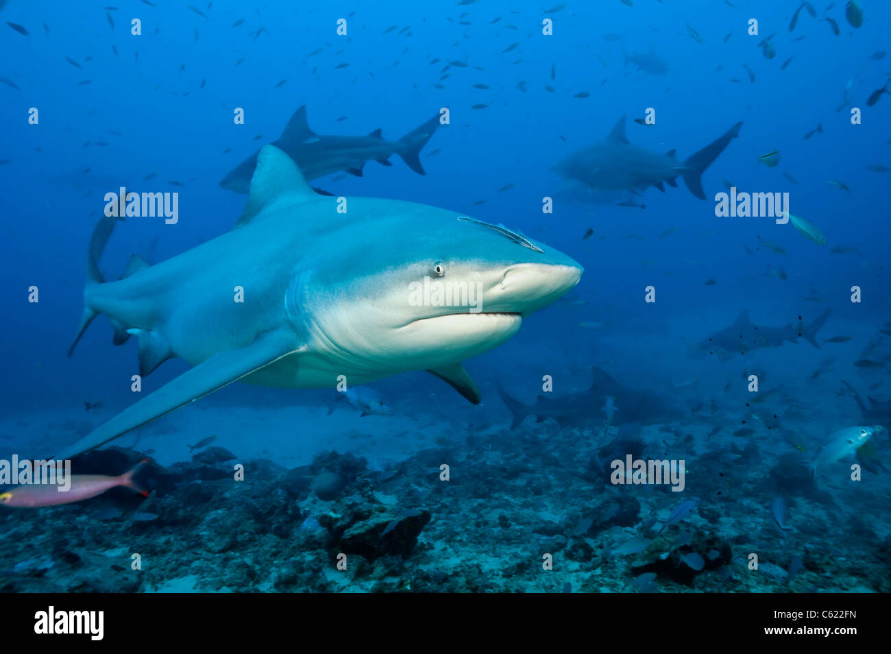 Gli squali toro, Carcharhinus leucas, raccogliere durante uno squalo immersione a Shark Reef Marine offshore di riserva Pacific Harbour, Isole Figi Foto Stock